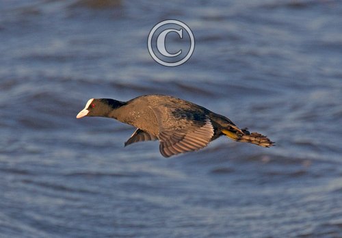 Coot in Flight DM0937